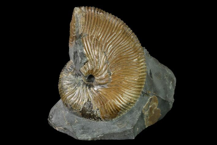 Hoploscaphites Brevis Ammonite - South Dakota #155429